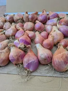 エシャロットShallot、タイのワケギ苗50個サイズバラバラ - メルカリ