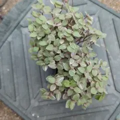 みっちゃん様 リクエスト 2点 まとめ商品