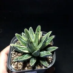 森のこびと様 リクエスト 2点 まとめ商品