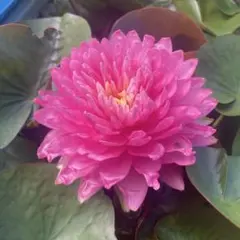 dokinchan-0005様 リクエスト 2点 まとめ商品