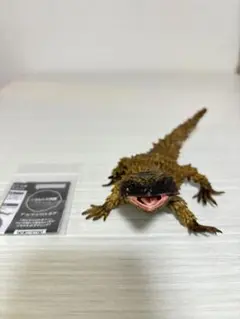 カスタム品 いきもの大図鑑アドバンス アルマジロトカゲ モザイクイエローのサムネイル