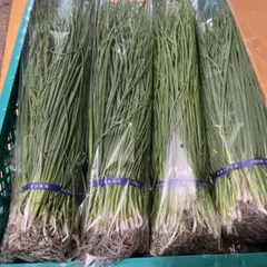 九条太ネギ苗約100本