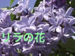 希少✨ブラックリーフダイヤモンド ラベンダーレース 苗木 銅葉リーフ