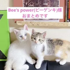 Bee's power(ビーゲンキ)様 リクエスト 3点 まとめ商品