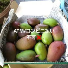 黄1-14】約1キロ グリーンマンゴー 青マンゴー 摘果マンゴー 約1kg