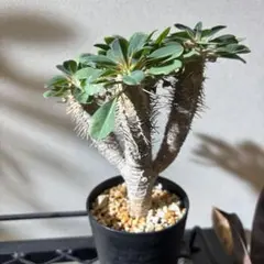 ユーフォルビアギラウミニアナ 3 現地球 良形 鉢ごとメルカリ便発送 2026年最新】ギラウミニアナ 現地球の人気アイテム - メルカリ