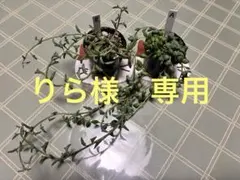 ドルフィンネックレス＆ピーチネックレス