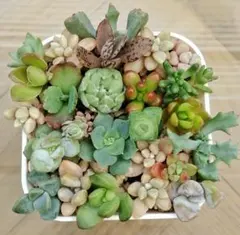 訳あり カット苗 詰め合わせ 多肉 寄せ植えのサムネイル