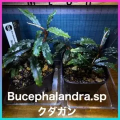 おかゆ様 リクエスト 2点 まとめ商品