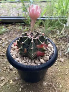 多肉植物　サボテン　ギムノカリキウム　ミハノビッチ錦　極上苗のサムネイル