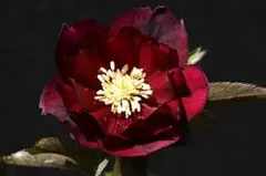 2026年最新】加藤農園さん苗の人気アイテム - メルカリ