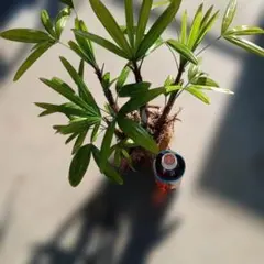 さだはる様用 同封 観音竹 カンノンチク ヤシ 開運 縁起 浄化 観葉植物