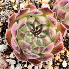 2026年最新】多肉植物 センペルビウムの人気アイテム - メルカリ