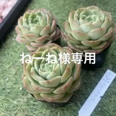 ねーね様 リクエスト 3点 まとめ商品