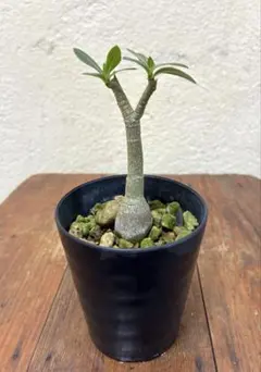 塊根植物　アデニウム　ソマレンセのサムネイル