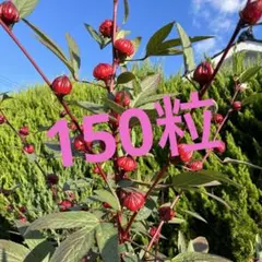 ローゼル種　150粒増
