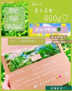 ❤️600g 999円!!【訳あり】菜の花箱パンパン!!栽培期間農薬不使用❤️
