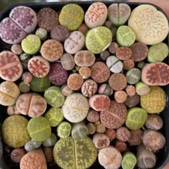 多肉植物 リトープス 色の組み合わせ 1年の苗 ✨20苗 0.3-1cm✨のサムネイル