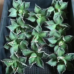 多肉＆サボ様 リクエスト 2点 まとめ商品