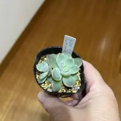 2026年最新】シャビアナの人気アイテム - メルカリ