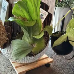 dodoria113様 リクエスト 2点 まとめ商品