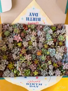 f*6様 多肉植物　寄せ植えセット☆☆☆