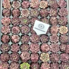 Top【選抜株】多肉植物　362256ブライト アイ　105個　プラグトレー苗 Top【選抜株】多肉植物 362256ブライト アイ 105個 プラグトレー苗