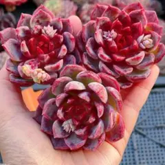 よしるん様 リクエスト 3点 まとめ商品