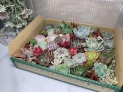 2026年最新】多肉植物エケベリア寄せ植えセット多肉弁当の人気アイテム