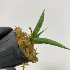 2025年最新】サンセベリア 子株の人気アイテム - メルカリ