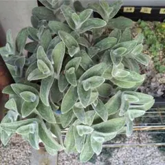 多肉植物 トラディスカンティア トラディスカンチア シラモンタナ 白絹