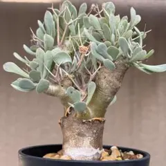 2026年最新】オトンナ ユーフォルビオイデスの人気アイテム - メルカリ