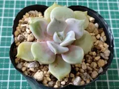 18.さくらもち　カット苗　つぶつぶ屋さん　多肉植物のサムネイル