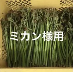 ミカン様用　月山筍　姫竹　わらびセット　 2026年　無農薬野菜　山菜 ミカン様用 月山筍 姫竹 わらびセット 2026年 無農薬野菜 山菜 - メルカリ
