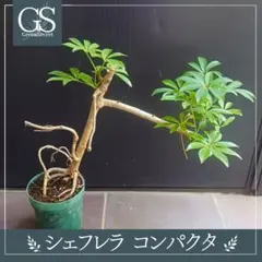 シェフレラ・コンパクタ　リビングサイズ‼️ no27　高さ130ｃｍ シェフレラ・コンパクタ リビングサイズ‼️ no27 高さ130cm - メルカリ