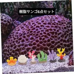 POPETPOP 24 サンゴ 6種類セット