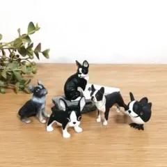 ボストンテリアセット