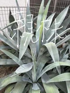 アガベ ナサビオラム Agave nussaviorum発根済 - メルカリ
