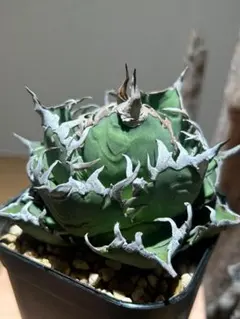 2025年最新】品種名：シーザー アガベの人気アイテム - メルカリ