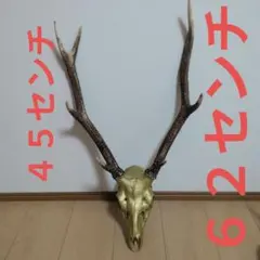 2026年最新】ハンティングトロフィー 鹿の人気アイテム - メルカリ