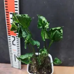 2026年最新】godzilla 鉢の人気アイテム - メルカリ