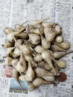 らっきょう 種球 50球＋おまけ。手間いらずの家庭菜園向けのサムネイル