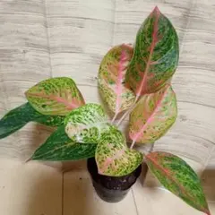 2025年最新】アグラオネマの人気アイテム - メルカリ