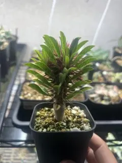 ユーフォルビア ギラウミニアナ 実生株 eg129 【鉢ごとメルカリ便