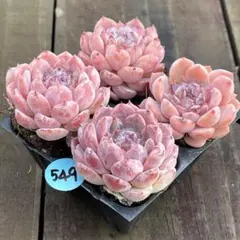 プロフみてねCOOKY様 リクエスト 2点 まとめ商品