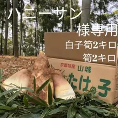 ハニーサン様専用　白子筍2キロ筍2キロ　クール