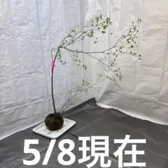 山採りアブラツツジ AB H95cm 50cm - メルカリ