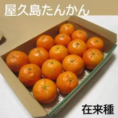 【 在来種・15個 】　屋久島たんかん タンカン（B-14）
