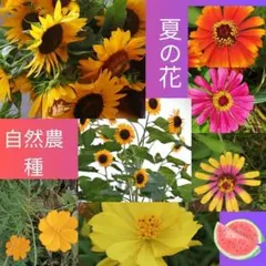 自然農の種　夏の花３種　【ひまわり】【ジニア】【キバナコスモス】