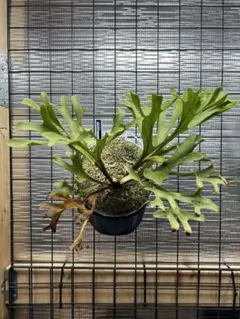 【ビカクシダ ハヌマーン 子株 H】ウィリンキー リドレイ ベイチー ビカクシダ ハヌマーン 子株 H】ウィリンキー リドレイ ベイチー 2025